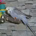 süße Verstärkung
