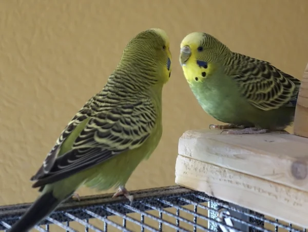 Wellensittich-Bild: Islay (rechts) und Jimi (links)