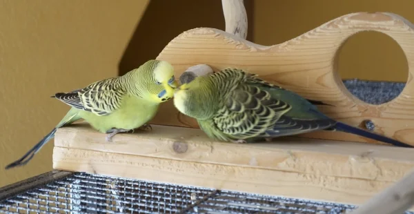Wellensittich-Bild: Islay (rechts) und Jimi (links)