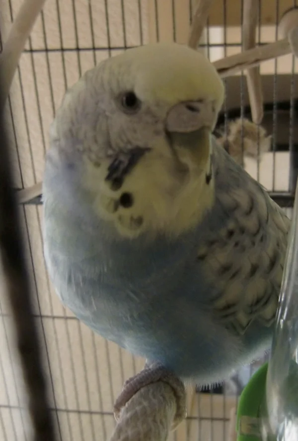 Wellensittich-Bild: Profil