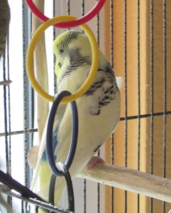 Wellensittich-Bild: Clyde im Rahmen - blickt aus dem Fenster