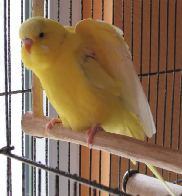 Wellensittich-Bild: Profil
