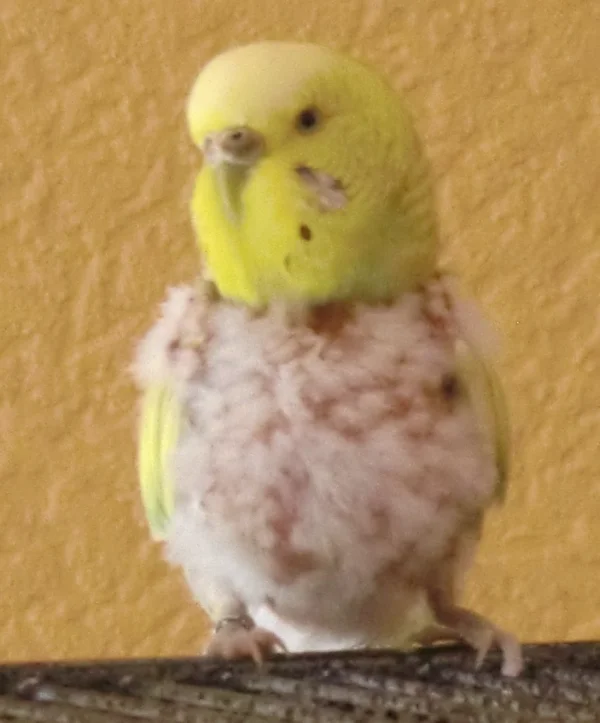 Wellensittich-Bild: Profil