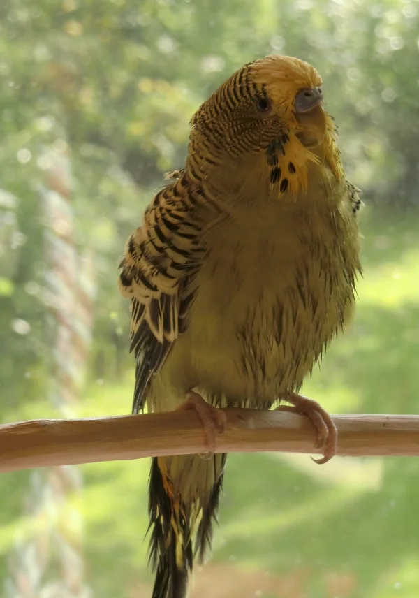 Wellensittich-Bild: Profil