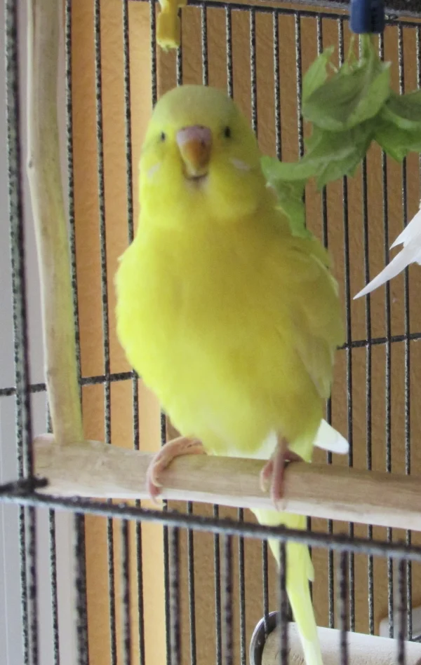 Wellensittich-Bild: Profil