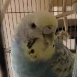 Tweety Profil