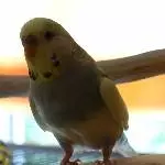 Skye Profilbild