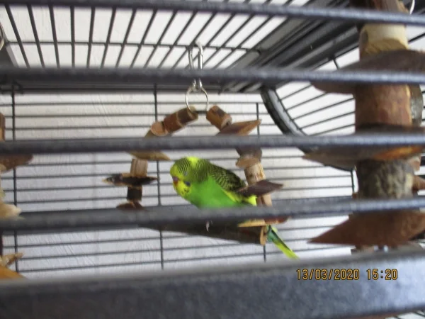 Wellensittich-Bild: Das ist Merlin. 