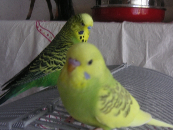 Fritzi