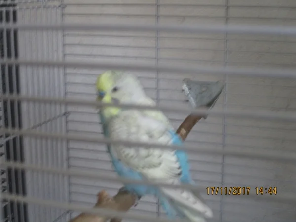 Wellensittich-Bild: Das ist Mein Olli