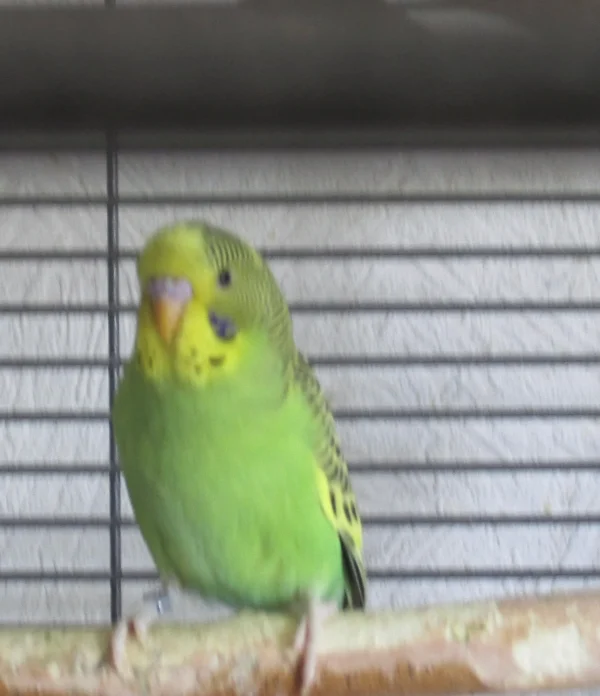 Wellensittich-Bild: Mein lieber Schatz