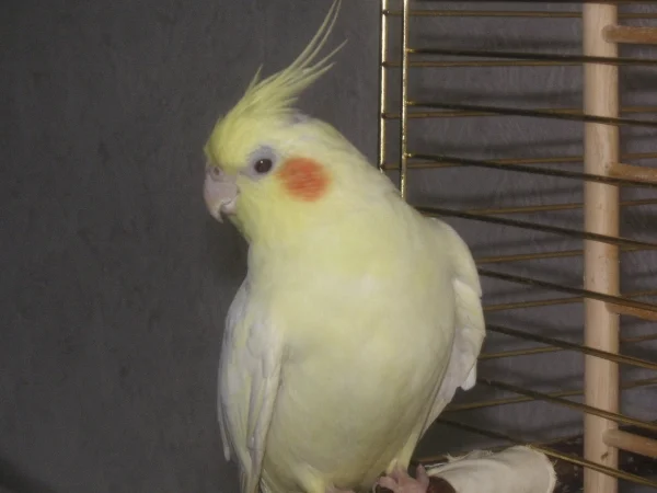 Wellensittich-Bild: Ich bin Petra,

Leider bin Ich schon im Regenbogenland.  Aber Meine Mutti    vergisst Mich nie.
Deshalb  möchte Sie Mich in der Welli Net Galerie haben. 
