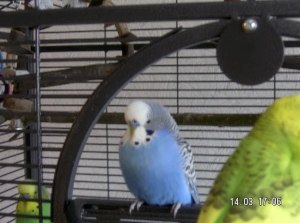 Wellensittich-Bild: Hallo , hier seht Ihr  Fritzi 2. 