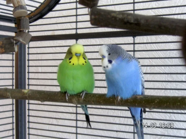 Wellensittich-Bild: Hallo, Wir sind Fritzi und Peter. 