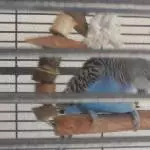 Das ist Mein Welli Fritzi