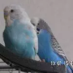 Das sind Micky und FRitzi