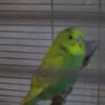 Micki  mein Schatz