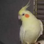 Meine Süsse