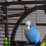 Fritzi 2 Blau Weisser Welli
