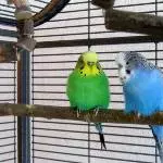 Fritzi und Peter