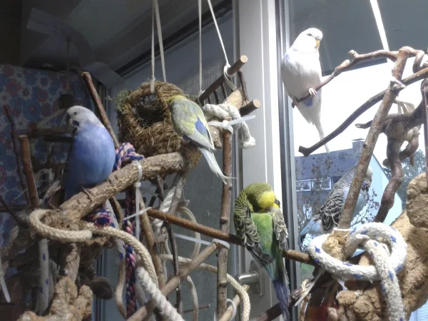Wellensittich-Bild: Wir sind Pups Kayli, Pieps. Lilly und Löckchen