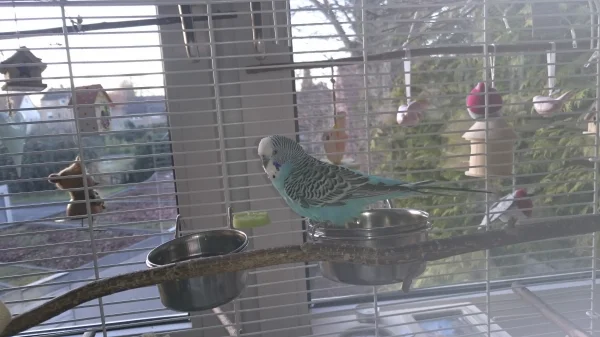 Wellensittich-Bild: Herbert ist ein ruhiger Hahn der lieber alleine sitz und den ander3n nur zuschaut