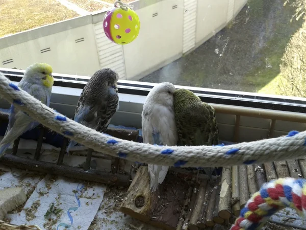 Wellensittich-Bild: Wir sind die neuen vier Wellis