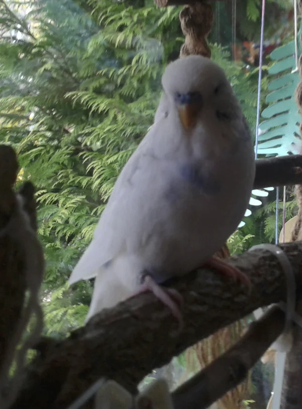 Wellensittich-Bild: Hallo, kommt noch ein Bild von mir?