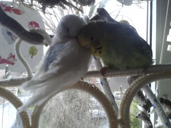 Wellensittich-Bild: Wir beiden Federchen kuscheln zusammen,weil wir uns so lieb haben.