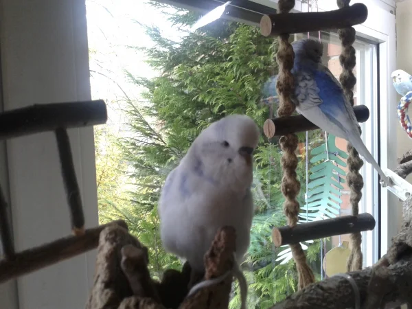 Wellensittich-Bild: Hier bin ich noch einmal mit Bibi,ist mit 3 Jahren ins Hirseland geflogen