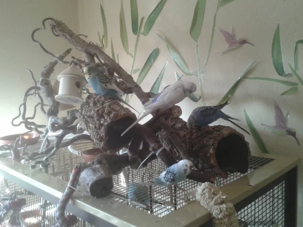 Wellensittich-Bild: Mauselie,Pieps,Pups,Minimaus