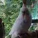 Pieps