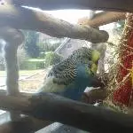 Die kleine Prinzessin Mauselie