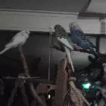 Abendversammlung
