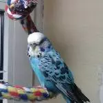 Der kleine Standard Hahn Klein-Bubi