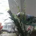 kleine Minimaus
