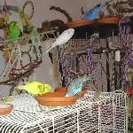 Bin der kleine blaue Welli Herbert