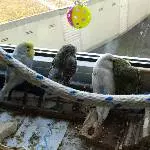 Fernsehen für Wellis