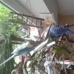 Frische Gräser