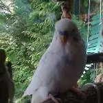 Ich bin Pieps