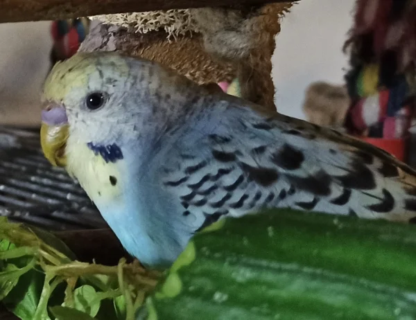 Wellensittich-Bild: an Gurke und Salat