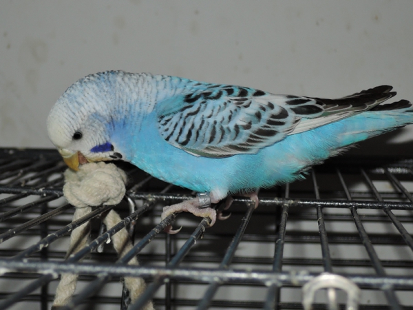 PHPSESSID