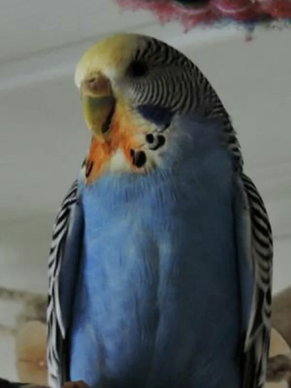 Wellensittich-Bild: Birgit mit Möhrenbärtchen