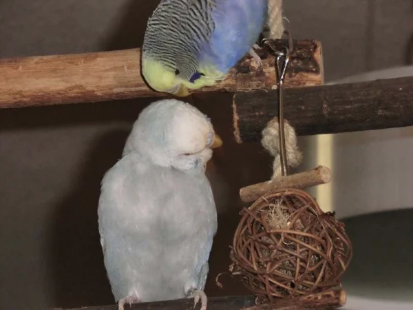 Wellensittich-Bild: Jupp und Rolf
