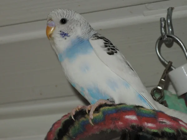 Wellensittich-Bild: Berti (Friedbert) der Süße