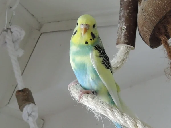 Wellensittich-Bild: Der erste Tag mit Lotte