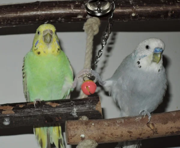Wellensittich-Bild: Karin und Rolf halten Händchen bzw. Füßchen