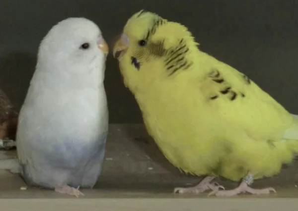 Wellensittich-Bild: Fred und Mutz