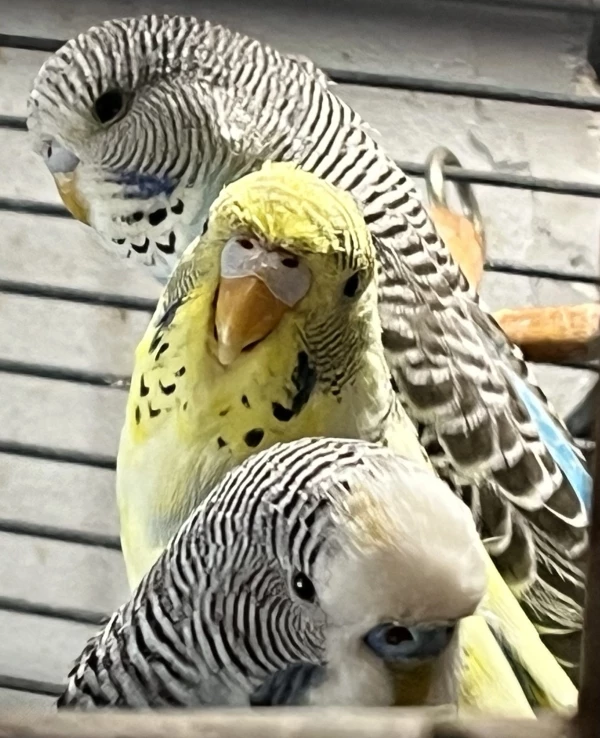 Wellensittich-Bild: Oben die noch namenlosen Schätzchen und unten Pinky.