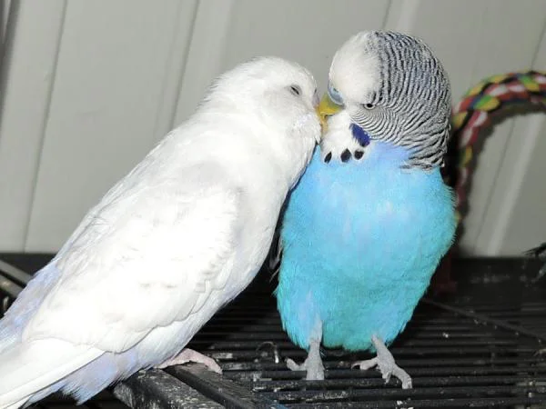 Wellensittich-Bild: Eine wahre Männerfreundschaft!